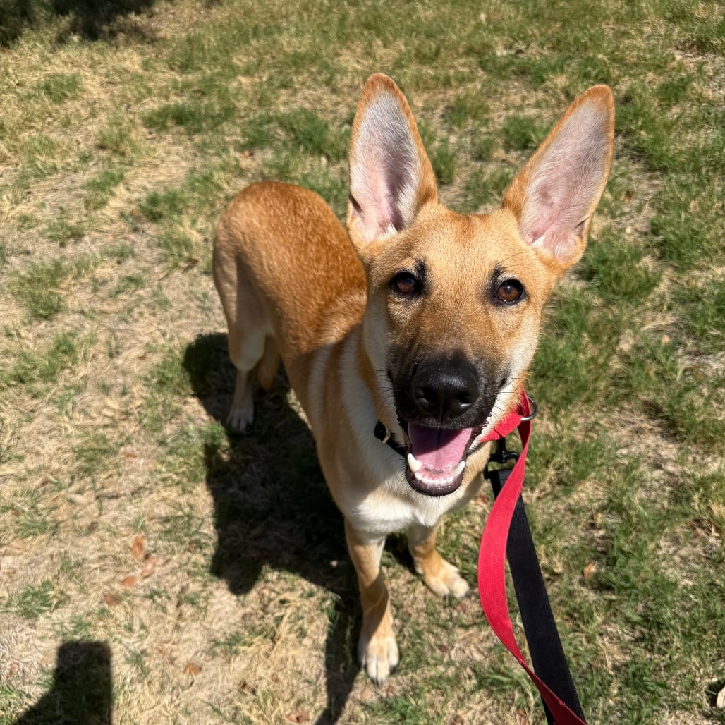Photo of Bluey, adoptable Shepherd / Mix in San Antonio, Texas