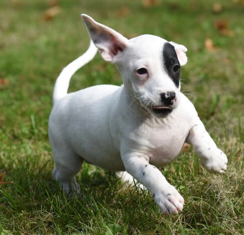 Photo of Ilithien, adoptable Jack Russell Terrier in Mechanicsburg, Pennsylvania
