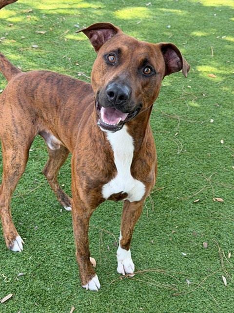 Photo of Charlie, adoptable Plott Hound in Fort Myers, Florida