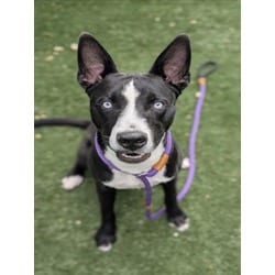 Photo of Jessie, adoptable Husky American Pit Bull Terrier in Chatsworth, California