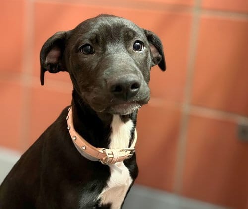 Photo of Magda, adoptable Labrador Retriever in Houston, Texas
