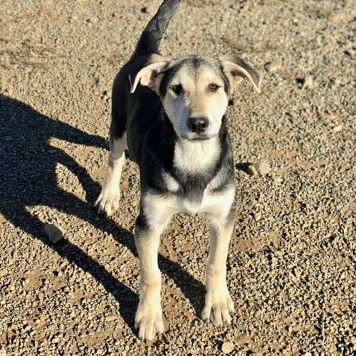 Photo of Arlen, adoptable Husky in Yreka, California
