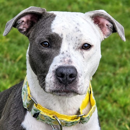 Photo of Darling, adoptable Pit Bull Terrier in Framingham, Massachusetts
