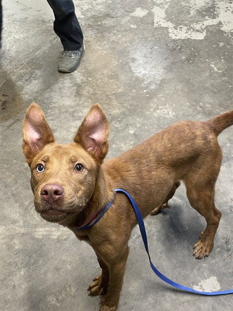 Photo of Skyler Marie, adoptable Labrador Retriever in Tallahassee, Florida
