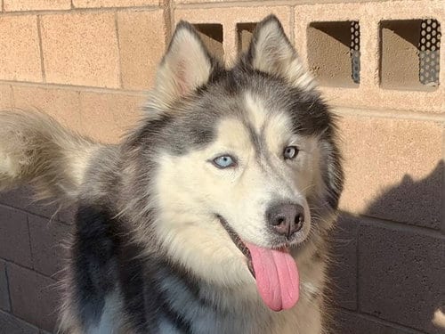 Photo of Alura, adoptable Siberian Husky in Moreno Valley, California