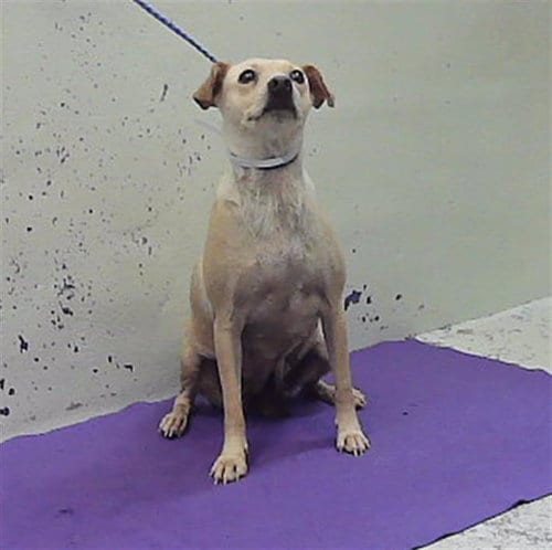 Photo of Cindy, adoptable Chihuahua in Houston, Texas