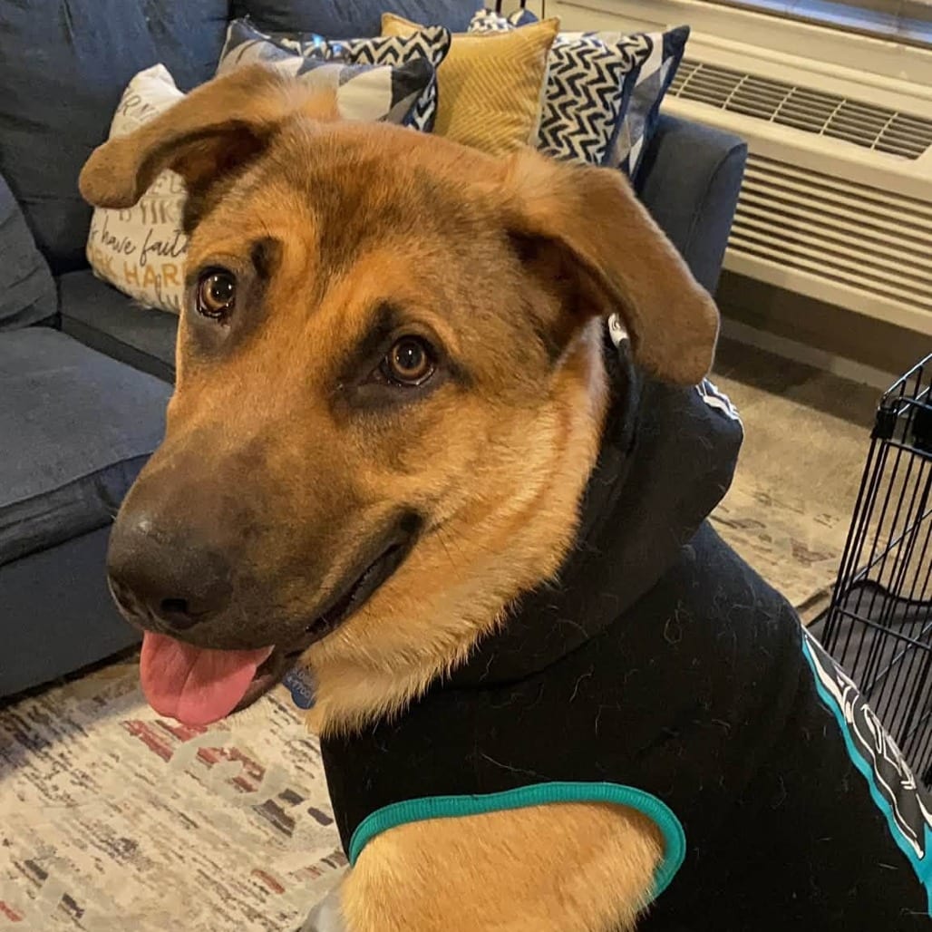 Photo of Brooklyn Boi, adoptable Shepherd, German / Mixed Breed (Large) in Whitestone, New York
