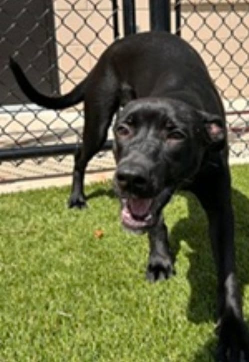 Photo of Zoomie, adoptable Labrador Retriever in Sanford, Florida