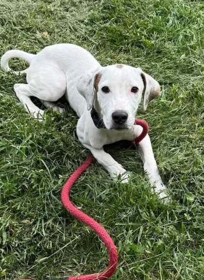 Photo of Instant Replay, adoptable dog in Baltimore, Maryland