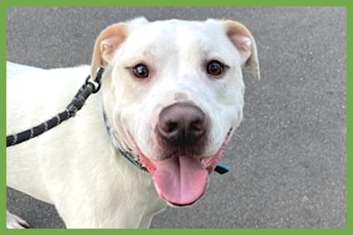 Photo of Bucky, adoptable Labrador Retriever in Amherst, Massachusetts