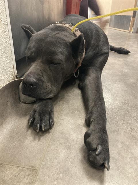 Photo of Bailey, adoptable Cane Corso Mastiff in Dallas, Texas