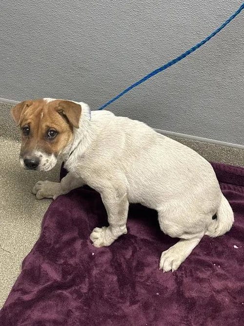 Photo of Ariel, adoptable Chinese Shar-Pei in Las Vegas, Nevada