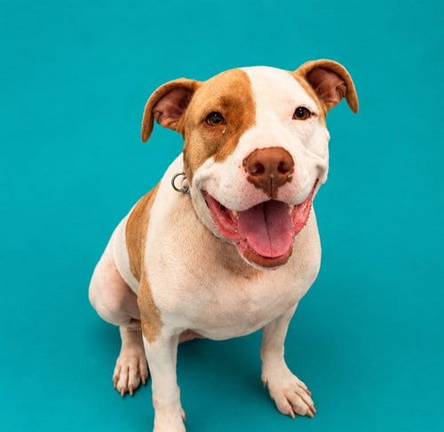 Photo of Bueller, adoptable Pit Bull Terrier in Pearland, Texas