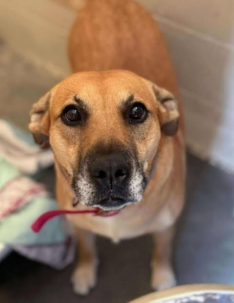 Photo of Myla, adoptable Labrador Retriever in Lewistown, Pennsylvania