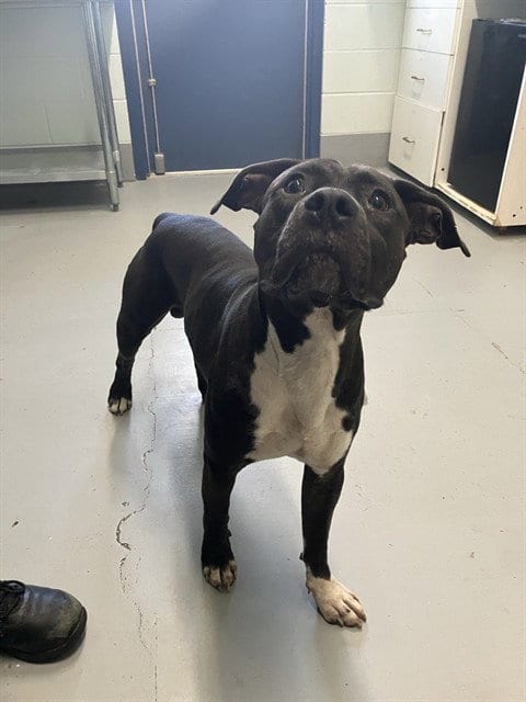 Photo of Doctor Droolius, adoptable American Pit Bull Terrier in Corpus Christi, Texas