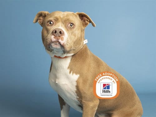 Photo of Scooby Hunter, adoptable American Pit Bull Terrier in Phoenix, Arizona