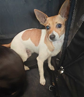 Photo of A5801797, adoptable Chihuahua in Baldwin Park, California