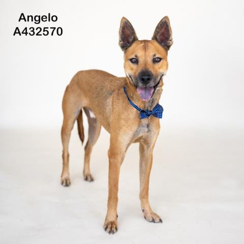 Photo of Angelo, adoptable Bull Terrier in Conroe, Texas