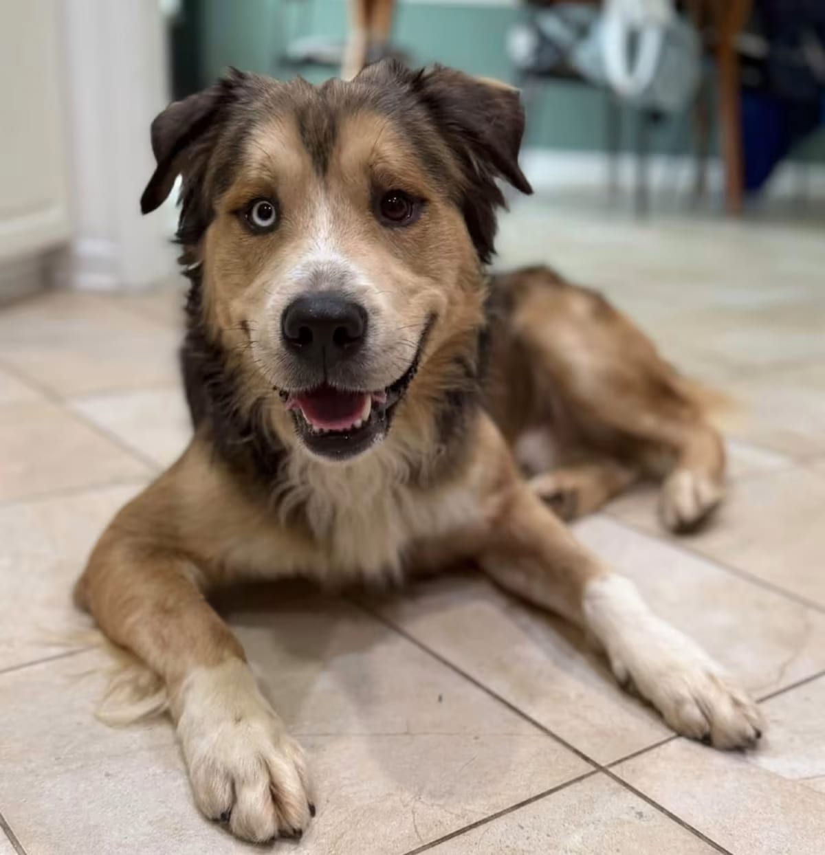 Photo of Tex, adoptable Mixed Breed (Large) in Medford, New Jersey