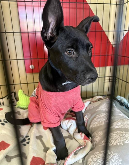 Photo of July, adoptable Pit Bull Terrier in Sacramento, California