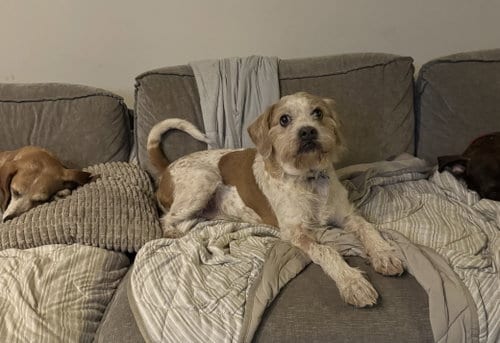 Photo of Gunner, adoptable Terrier in Doylestown, Pennsylvania