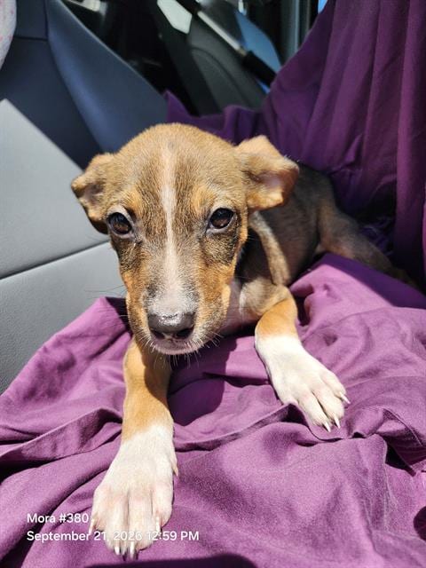 Photo of Chili, adoptable American Staffordshire Terrier in San Antonio, Texas