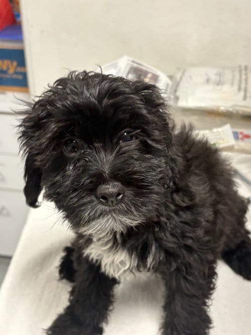 Photo of Donnie, adoptable Poodle (Miniature) in Chatsworth, California
