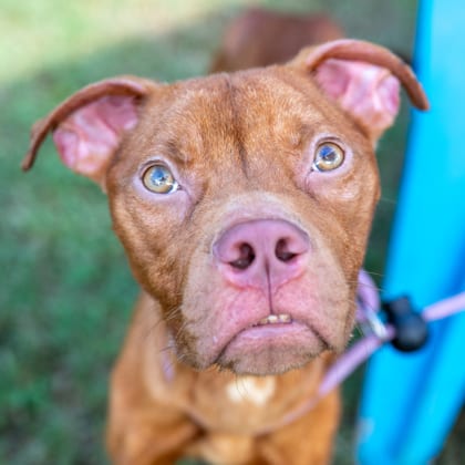 Photo of Pasto, adoptable dog in Chamblee, Georgia
