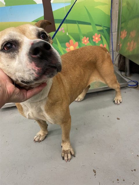 Photo of Abelia, adoptable American Staffordshire Terrier in Waco, Texas