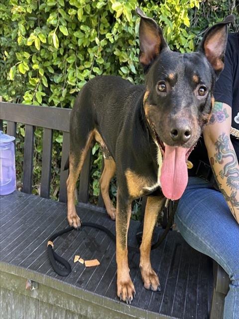 Photo of Cookie, adoptable Doberman Pinscher in San Jose, California