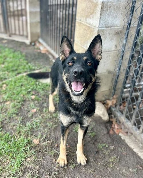 Photo of Edna, adoptable German Shepherd Dog in Riverside, California