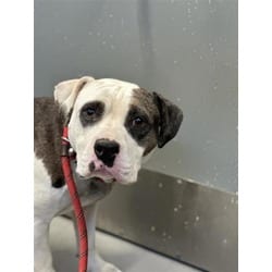 Photo of Ivy, adoptable Mixed Breed (Medium) in New Castle, Delaware