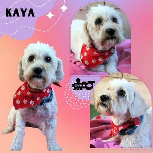 Photo of Kaya (Ritzy), adoptable Maltese in Lindsay, California