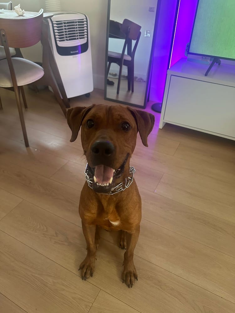 Photo of Mack, adoptable Vizsla in Dana Point, California