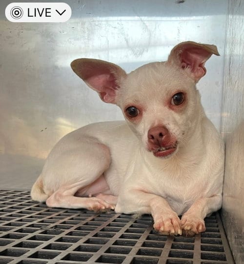 Photo of Ann, adoptable Chihuahua in Dallas, Texas