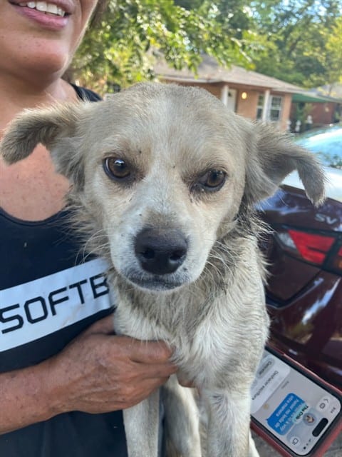 Photo of David, adoptable Mixed Breed