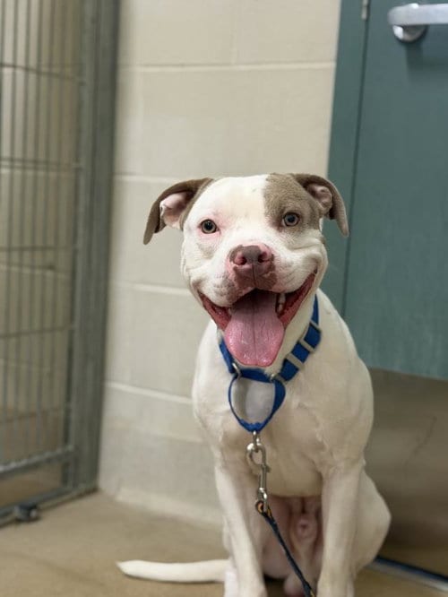 Photo of Spotie, adoptable Pit Bull Terrier in Santa Maria, California