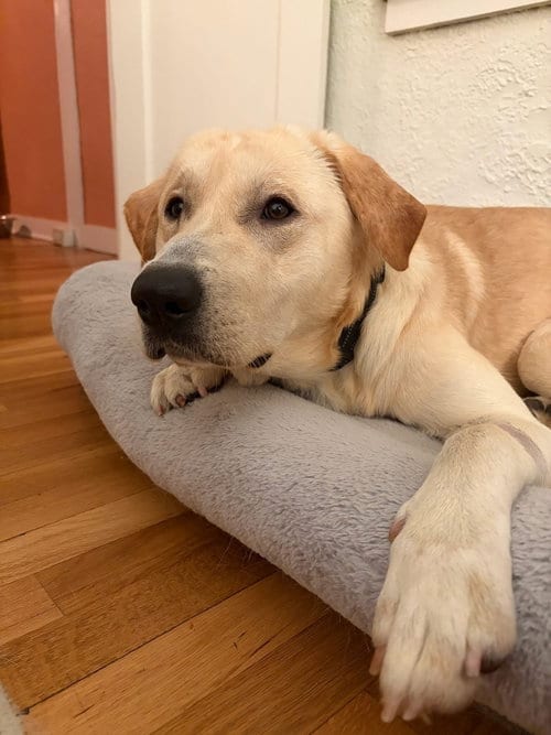 Photo of Danielsson / Pepaw / Pickle, adoptable Labrador Retriever in Broomfield, Colorado