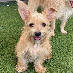 Photo of Buck, adoptable Terrier (Unknown Type, Medium) Mixed Breed (Small) in Hondo, Texas