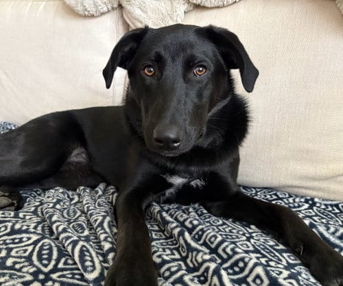 Photo of Scooter, adoptable Labrador Retriever in Wakefield, Rhode Island