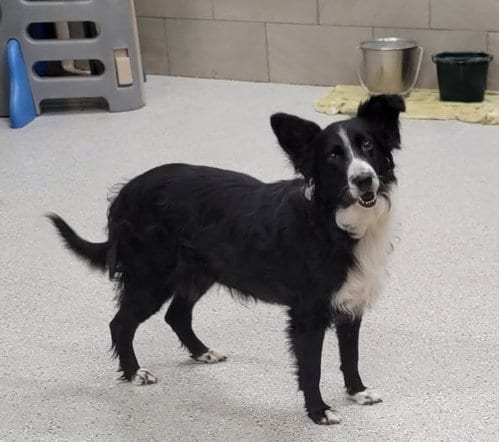 Photo of Hilda (Hildie), adoptable Border Collie in Highland, Illinois