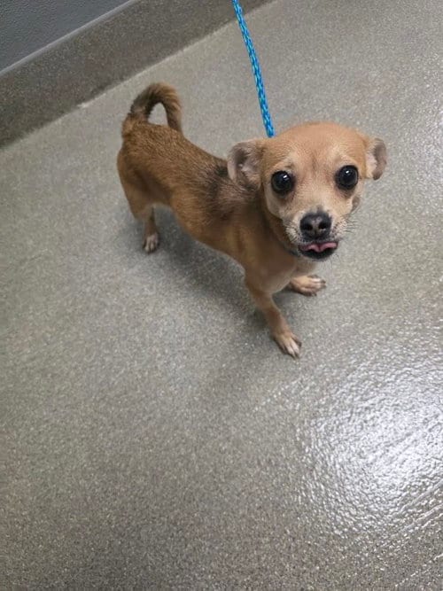 Photo of Smooch, adoptable Chihuahua in Las Vegas, Nevada