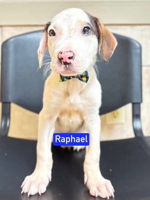 Photo of ML Raphael aka Timber, adoptable Labrador Retriever in Warrenton, Missouri