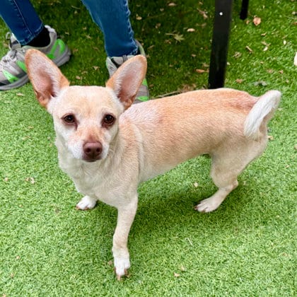 Photo of Tilly, adoptable Unknown breed (short coat) in Oakland, California