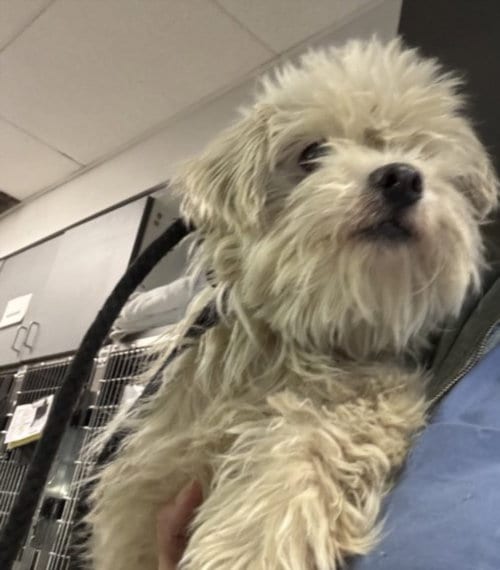 Photo of Mazzy, adoptable Maltese in Los Angeles, California