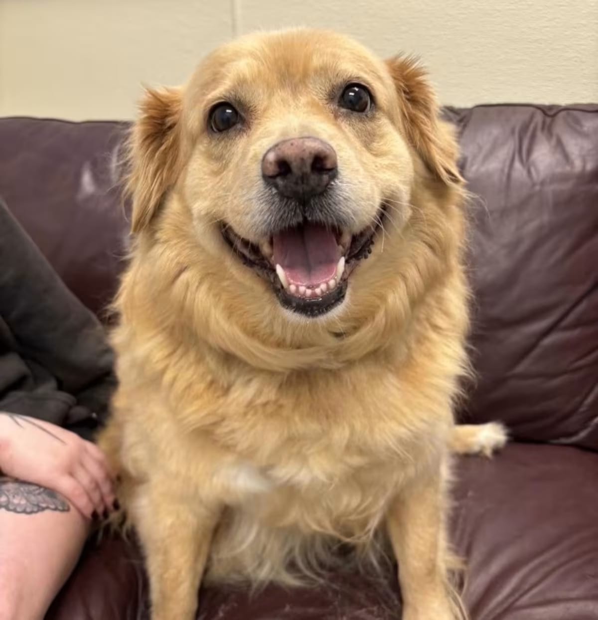 Photo of Ember, adoptable Retriever (Unknown Type) in Liverpool, New York