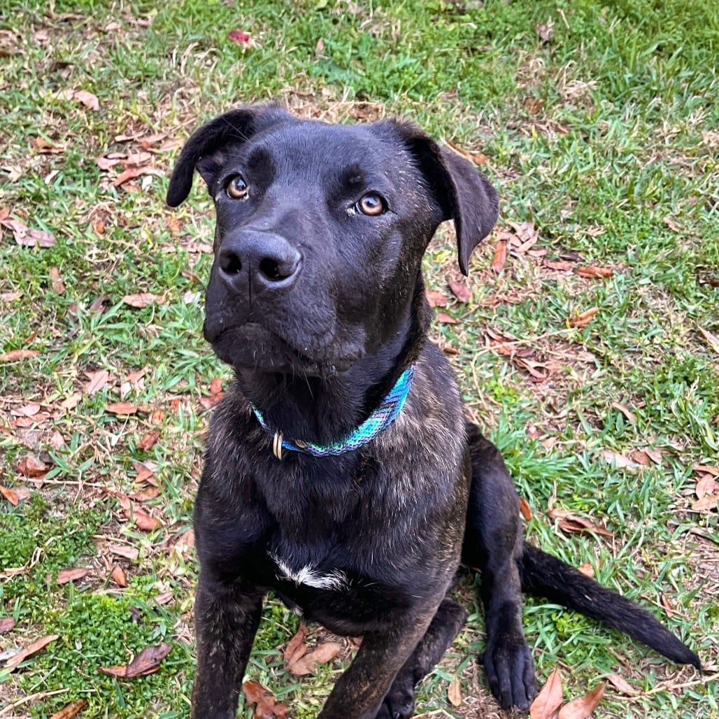 Photo of Frankie, adoptable Shepherd, Dutch in Houston, Texas