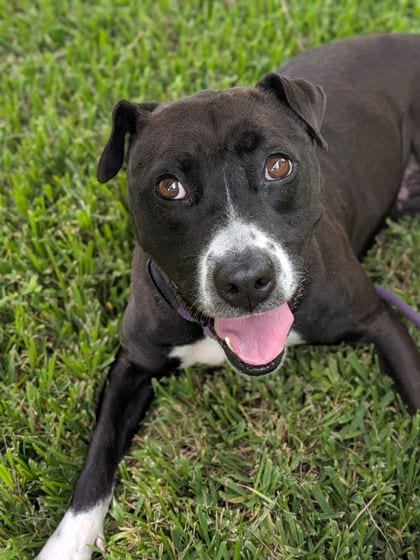 Photo of Mia (NLOL Training), adoptable Terrier in New Orleans, Louisiana