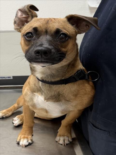 Photo of Eugene, adoptable Chihuahua in Tracy, California