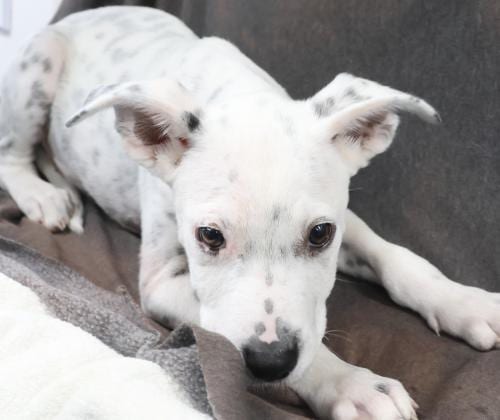 Photo of Dex, adoptable Pit Bull Terrier in Thief River Falls, Minnesota